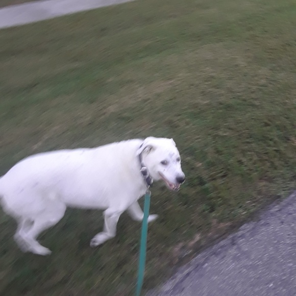 Meet your Posher, Giuseppe - Picture 2 of 3